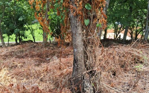 Terreno espansivo con orizzonte marino